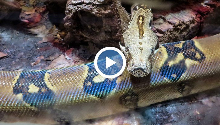 Седмици наред може да не се появи змията, която избяга в пловдивски МОЛ