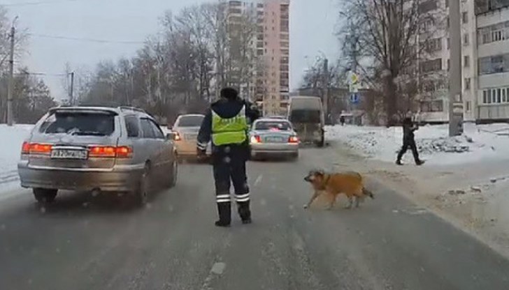 Дали и в България може да се натъкнем на подобна гледка? Дали и в България може да се натъкнем на подобна гледка?