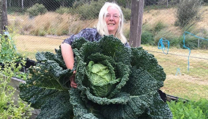 Грижите за зеленчука продължили цели девет месеца