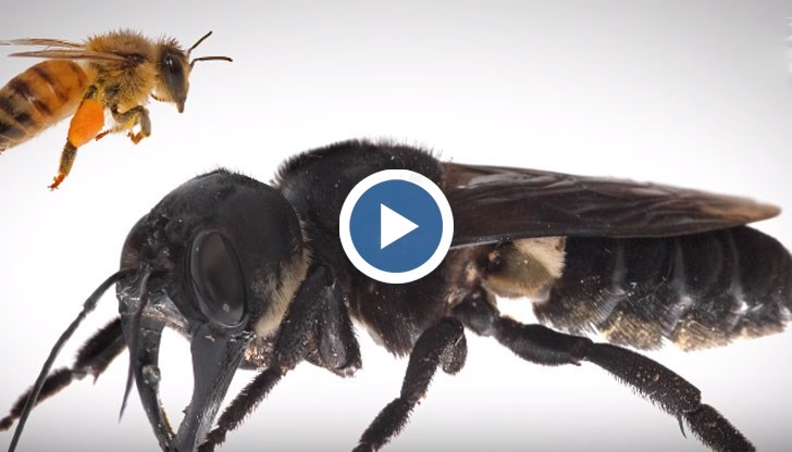 Женските пчели от Megachile Pluto достигат на дължина до 3,8 сантиметра, а размахът на крилата им е над 6 сантиметра
