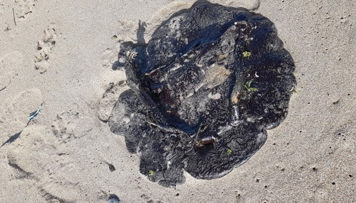 Цялото протежение на плажната ивица на къмпинг „Добруджа” е замърсено