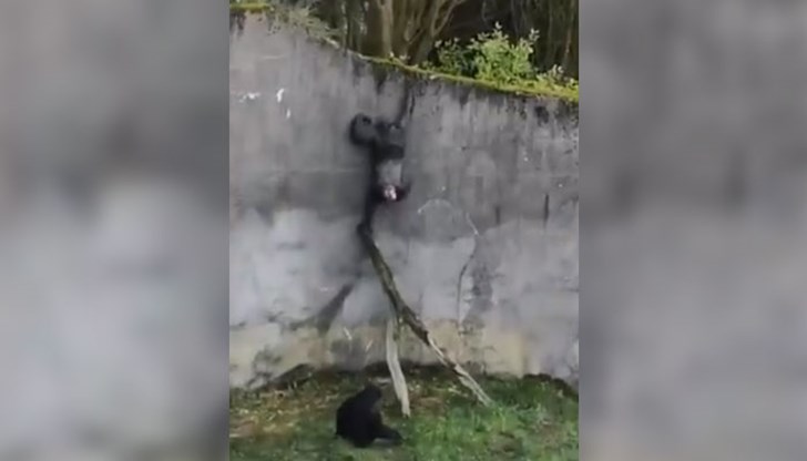 Животното се поразходило из зоопарка в Белфаст и само се върнало в клетката