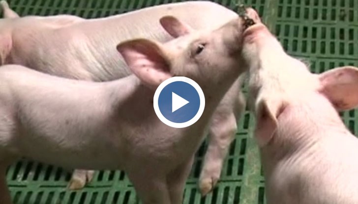 През пролетта започва „зареждане“ с нови прасета и има изисквания, които трябва да се спазват