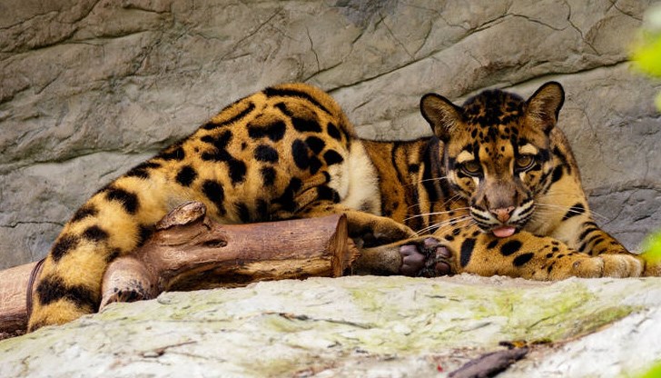 За последен път хищникът е бил наблюдаван в Тайван през 1983 година За последен път хищникът е бил наблюдаван в Тайван през 1983 година