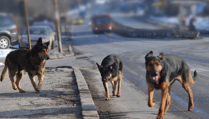 16-годишният русенец загубил контрол над мотоциклета и паднал на платното за движение / Снимката е илюстративна 16-годишният русенец загубил контрол над мотоциклета и паднал на платното за движение / Снимката е илюстративна