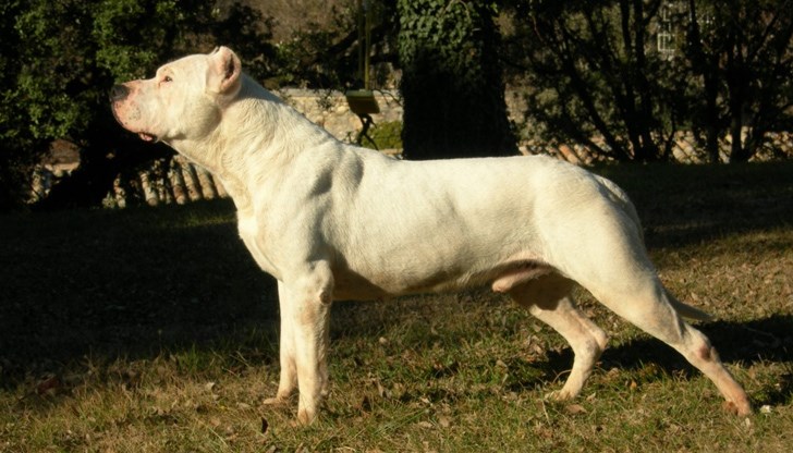 8 животни са мъртви, а 15 са с отхапани челюсти 8 животни са мъртви, а 15 са с отхапани челюсти