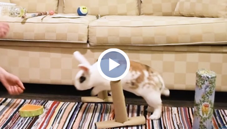 Зайчето направи 20 номера за минута