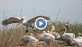 Пеликаните в резервата "Сребърна" се сдобиха с поколение