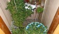 Откриха домашна оранжерия за марихуана в квартал "Родина"