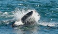 Тур оператор оцеля, след като го погълна кит