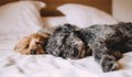 Полезно ли е да спим с кучето си?