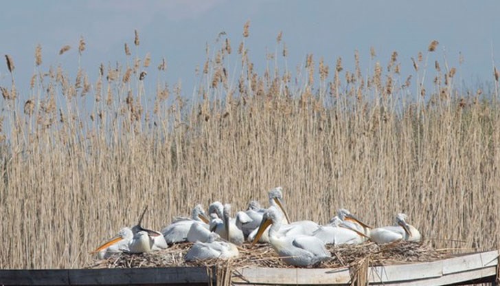 Трудно е да се каже колко са на брой, тъй като родителите старателно ги крият