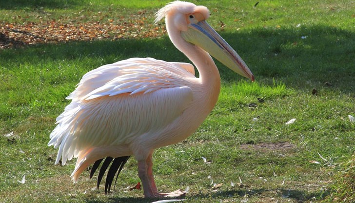 Птицата е била намерена от граждани в близост до магистралата край Каспичан Птицата е била намерена от граждани в близост до магистралата край Каспичан