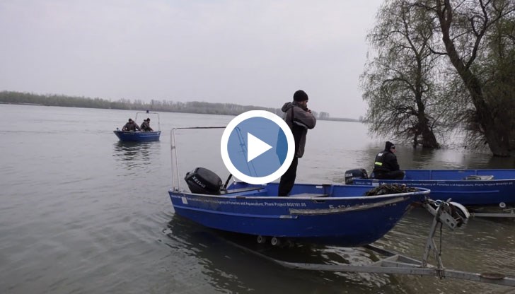 Кърмаците се използват за улов на моруни - риби с изключително скъп хайвер и месо на черния пазар