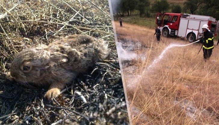 Пожарната в Русе показа покъртителни снимки на загинали животни