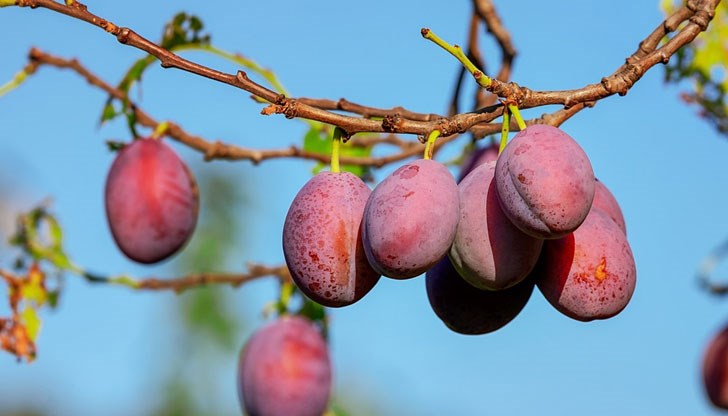Сливата е изключително важен за българския фолклор плод