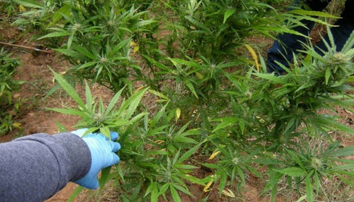 Растения са открити и в друг имот на собственика, общото им тегло е 92 кг / снимката е илюстративна Растения са открити и в друг имот на собственика, общото им тегло е 92 кг / снимката е илюстративна