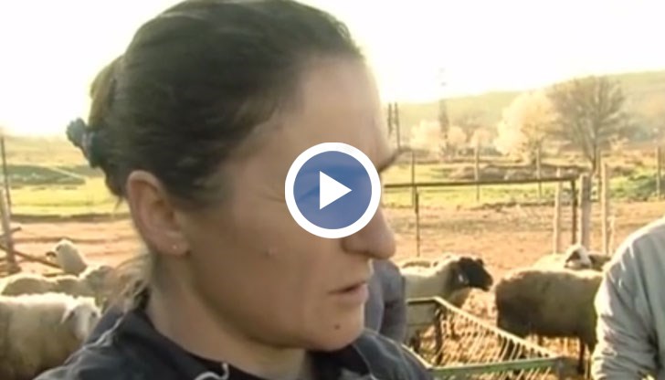 На първа инстанция решението е в полза на Ани Петрова, която не пусна ветеринари да евтанизират стадото й