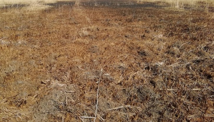 Десетки видове птици са застрашени, алармираха еколози