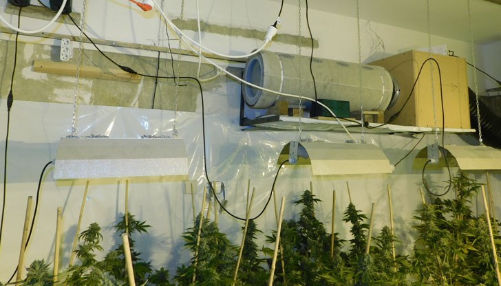 Иззети са 730 саксии с растения от рода на конопа, над 90 кг зелена и 35 г суха тревиста маса