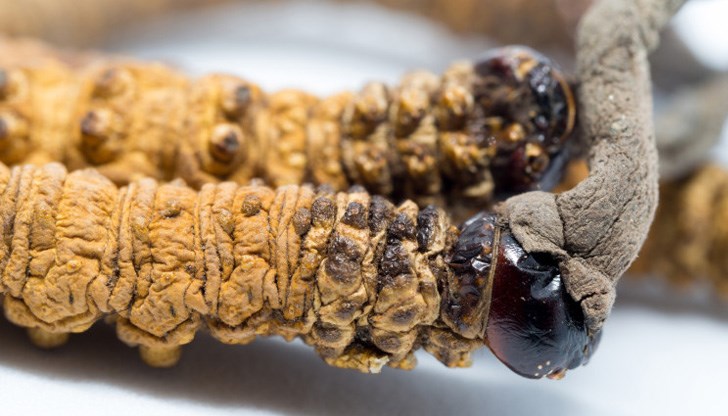 Приемът й се препоръчва при бронхит, бъбречни заболявания, анемия, аритмия, шум в ушите