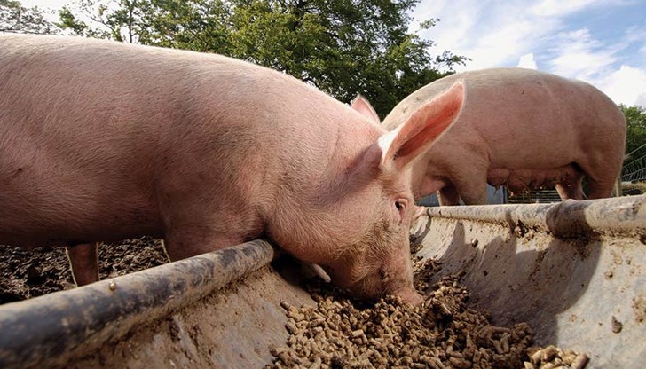 Санкцията е посочена в Програмата за надзор и контрол на болестта Африканска чума по свинете (АЧС) в България