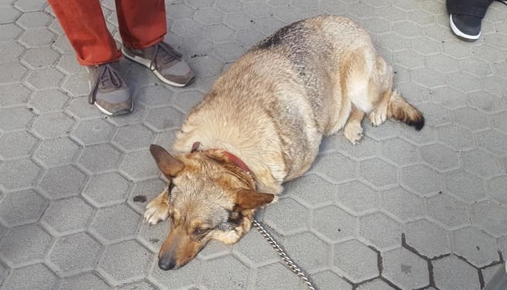 Животното е с каишка и е вързано със синджир за стълб