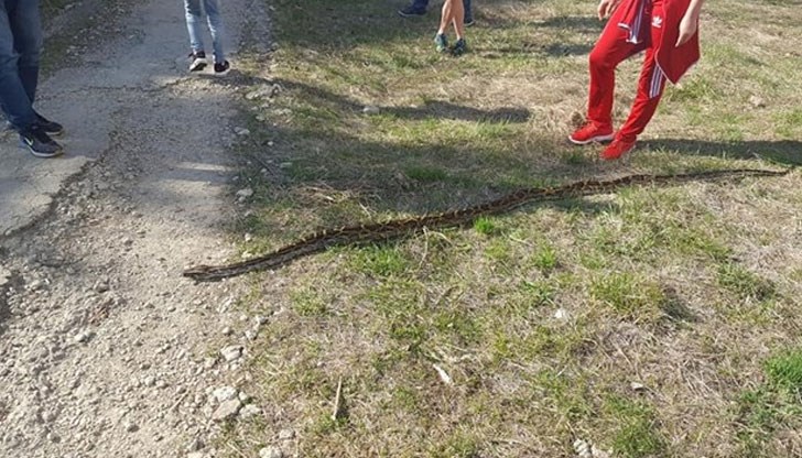 Деца го милват, други се надпреварват да го снимат, а Фейсбук "завря" от коментари