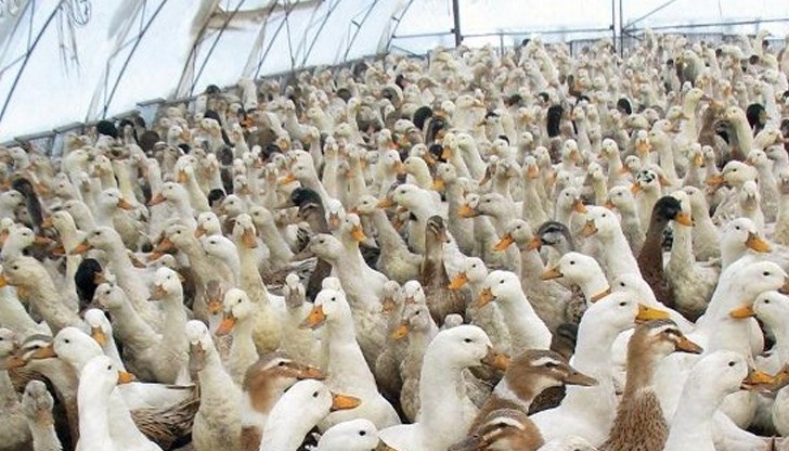 Предприети са всички предписани мерки от БАБХ Предприети са всички предписани мерки от БАБХ