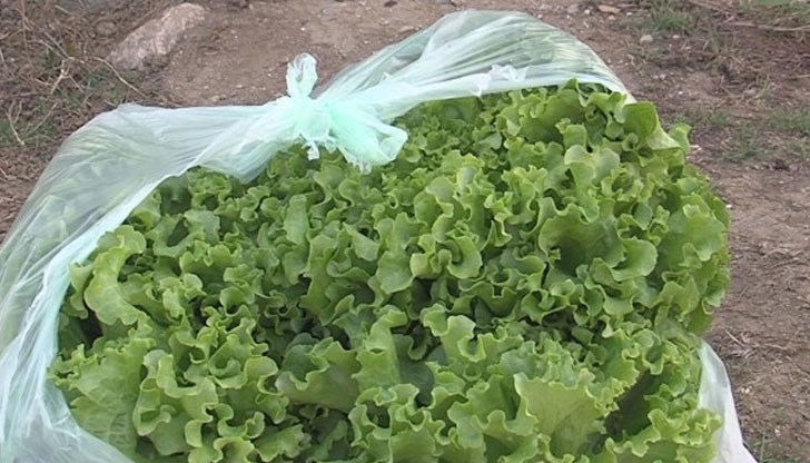 В Гърция една маруля расте за 2 месеца, а при нас трябват 4 месеца