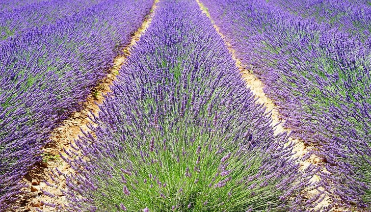 Растенията са изтръгнати от нива на земеделски стопанин Растенията са изтръгнати от нива на земеделски стопанин