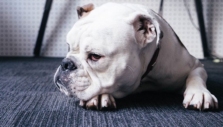 Международна киноложка изложба – FGC CACIB ще се проведе в град Сливо поле Международна киноложка изложба – FGC CACIB ще се проведе в град Сливо поле