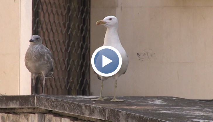 Морските птици изместиха гълъбите от центъра на Русе