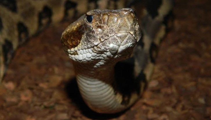 Някои от тях са напълно неизвестни за хората