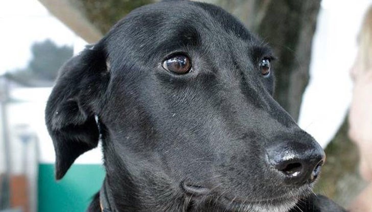 Кучето е осиновено от български приют след като още като пале е било жестоко малтретирано