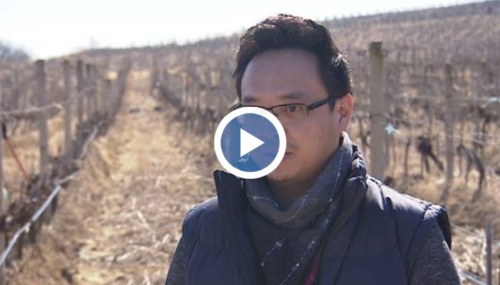 Цън Цон купил над 4 хиляди декара с грозде в района на Лом