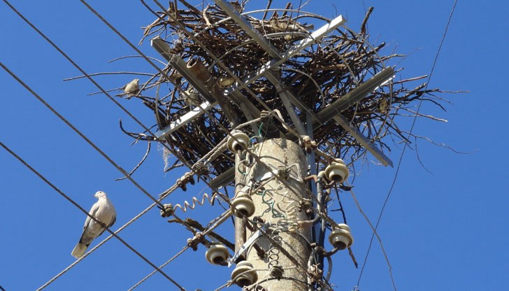 Щъркели свиха гнездо в опасна близост до проводниците на въздушен електропровод