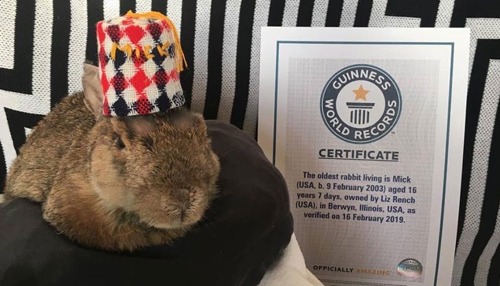 Заекът-агути получи сертификат от Гинес