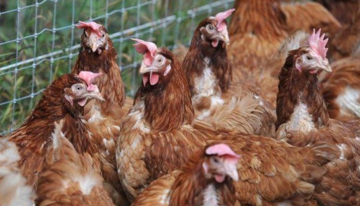 Според птицевъдите кокошките могат да са доста агресивни, особено когато са в група