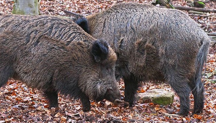 Заразените диви свине са били в землището на Държавното ловно стопанство „Каракуз“