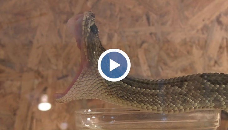 Змиите правят т.нар. сухи ухапвания, разказва уредник в Историческия музей