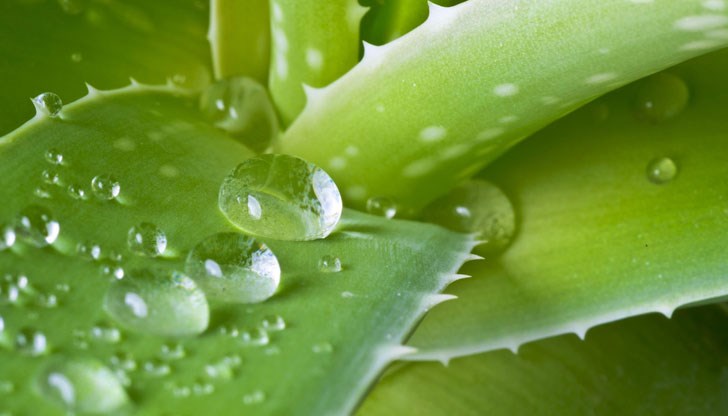 Учени оприличават откритието си на разкриването на „нервната система на растенията“