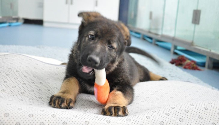 Очаква се на възраст от около 10 месеца животното вече да бъде напълно обучено