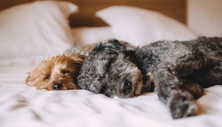 Има няколко причини, поради които е хубаво да разрешаваме на домашния си любимец да споделя леглото ни