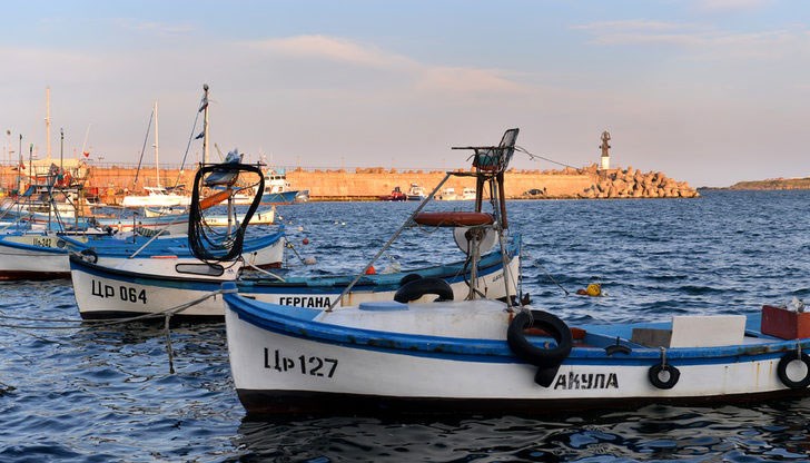 Сред тях са скумрия, платерини, рядко се среща и лаврак