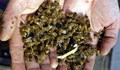 800 пчелни семейства са отровени от препарати за пръскане