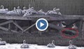 Диви животни изядоха яйца на пеликани в резервата "Сребърна"