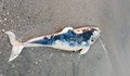 Морето изхвърли малко делфинче попито с мазут