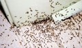Как да се справите с мравките у дома