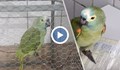 В Бразилия арестуваха нарко-папагал